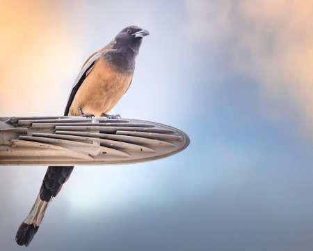A Treepie Rufous on a LED Light and restingの写真素材