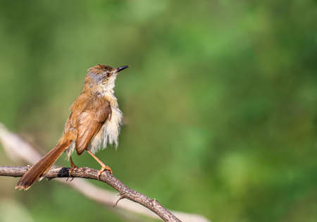 A Prinia sitting on a bush in a style against green Backgroundの写真素材