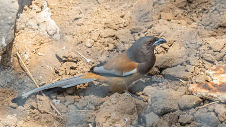 A Rufous treepie on ground in sand full body shotの写真素材