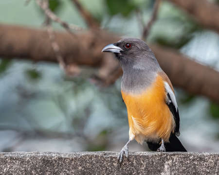 A Rufous Treepie sitting on a wall and looking into cameraの写真素材