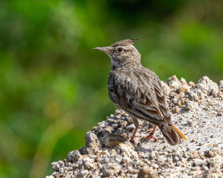 A Crested Lark sitting on edge of a wallの写真素材