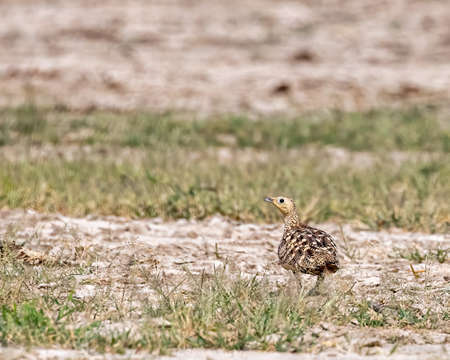 A Chestnut Sand Grouse in field for foodの写真素材