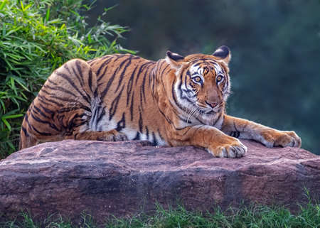 A Bengal Tiger resting on a rock in woodsの写真素材