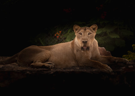A Lioness in yellow light in woodsの写真素材
