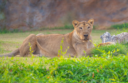 A Lioness sitting on ground in woodsの写真素材