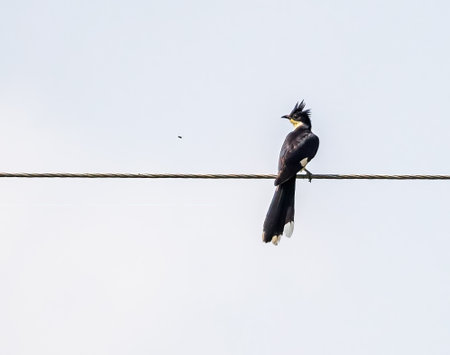 A Pied Cuckoo resting on a wireの写真素材