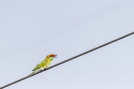 A Bee Eater eating a Dragonfly a delicious dish