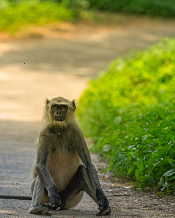 A Langoor sitting and blocking the roadの写真素材