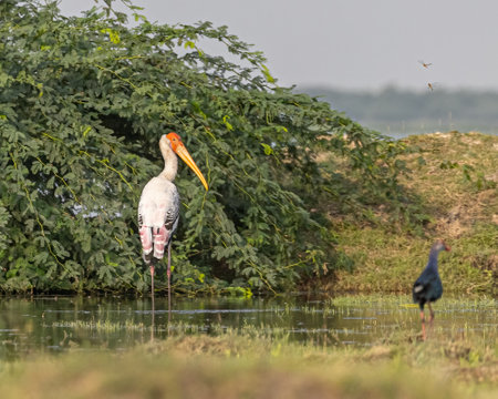A Painted Stork in Attention pose in wet landの写真素材