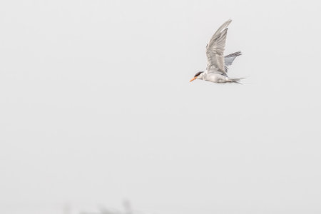 A River tern flying over a lake in wet landの写真素材