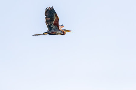 A Purple Heron in flight with wings up