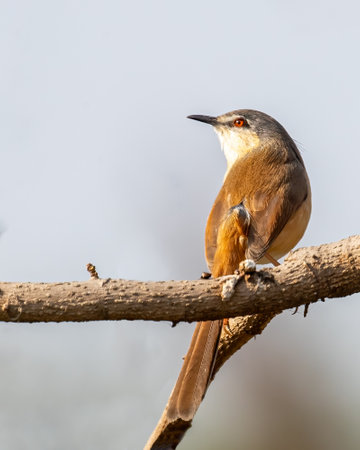 A Ashy Prinia resting on a tree and looking backの写真素材