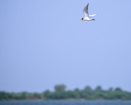 A River tern roving for food over a lake in blue sky