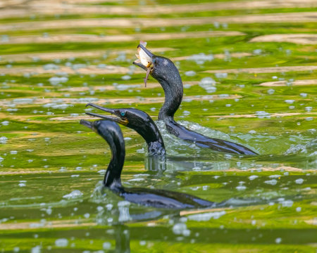 A Trio on hunting fishes in lakeの写真素材