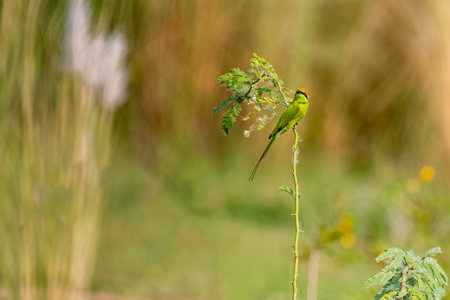 A Green Bee Eater perching on a bush plant and looking into cameraの写真素材