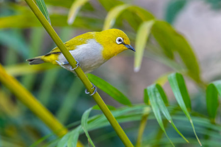 A White Eye Oriental Bird perching on a plantの写真素材