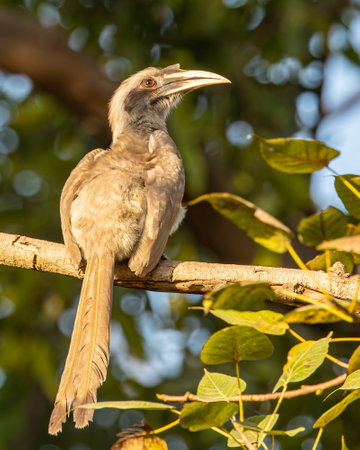 A Grey Hornbill sitting on tree and looking upの写真素材