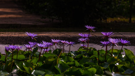 A pond of purple waterlily flowerの写真素材
