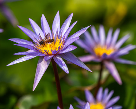 A Bee sitting on a purple waterlily flowerの写真素材