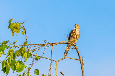A Sparrow Hawk on a tree looking for preyの写真素材