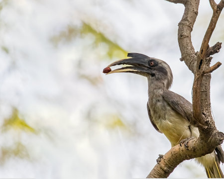 A Grey Hornbill with food in its mouthの写真素材