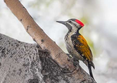 A Lesser golden backed woodpecker on a tree searching for food