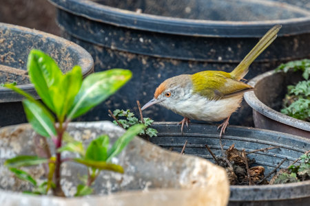 A Tailor Bird resting on a flower pot