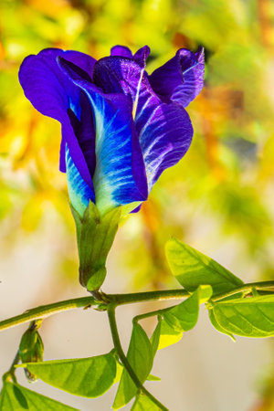 A Aprajita flower in the garden bloomingの写真素材
