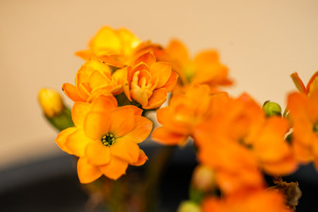 A Orange Kalanchoe flower bunch in gardenの写真素材