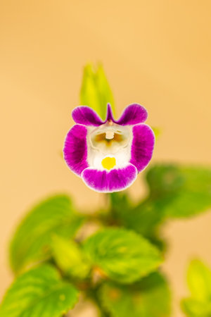 A Light purple color Wishbone flower in gardenの写真素材