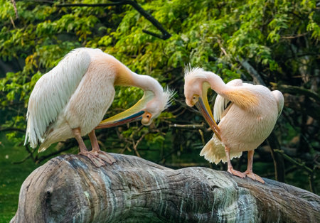 A Pair of Pink Pelican cleaning its feathers on a treeの写真素材