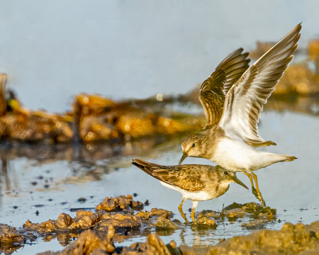 A pair Little Stint near a wet land in flying landの写真素材