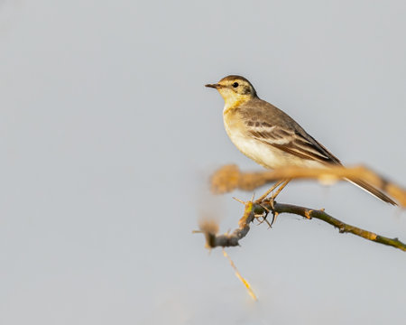 A White Wagtail resting on a treeの写真素材