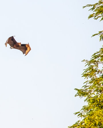 A flying bat with wings in M shapeの写真素材