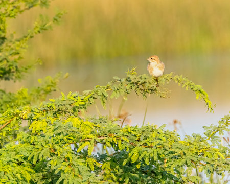 A Isabelline Shrike on a bush treeの写真素材