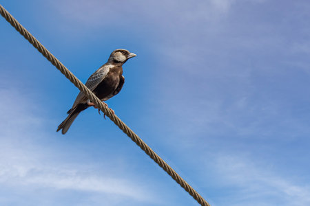 A Ashy Crowned Sparrow resting on a wireの写真素材