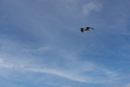 A Marsh harrier roaming in blue sky