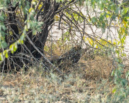 A Short Eared Owl camouflage with bush tree while hiding under itの写真素材
