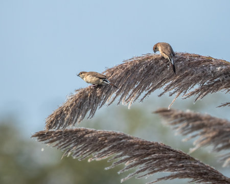 A Pair of Silver Bills having seed as food