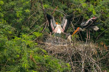 A nest of painted stork with juvenile in nestの写真素材