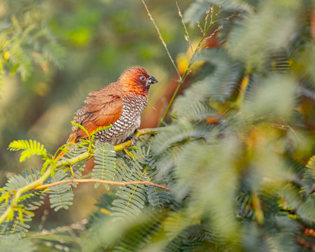 A Scally Breasted Munia resting on a bush branchの写真素材