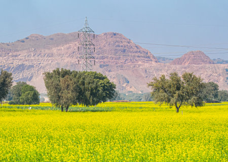 A yellow color blanket Field of mustardの写真素材