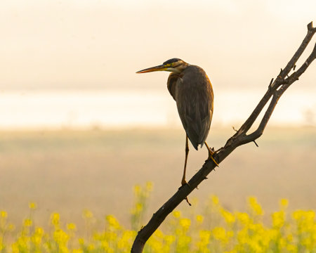 A Grey Heron resting on a branch of a treeの写真素材