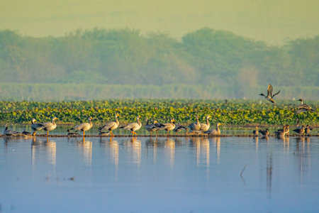 A flock of Bar Beaded Goose on the edge of lakeの写真素材