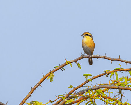 A Isabelline Shrike perching on a bush treeの写真素材
