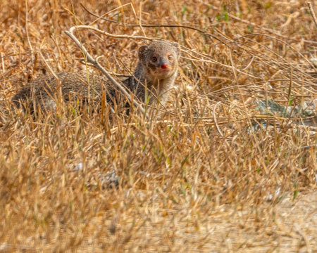 A mongoose in a fieldの写真素材
