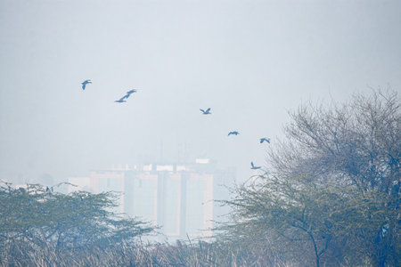 A group of Rudy Shelducks in flight in sky
