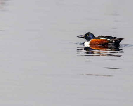 A Northern Shoveler enjoying swim in waterの写真素材
