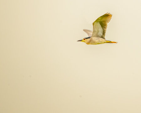 A night heron in flight in skyの写真素材