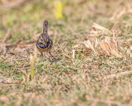 A Blue throat looking down for food in fieldの写真素材